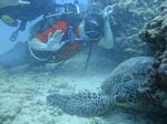 Hawaii Scuba divng 24