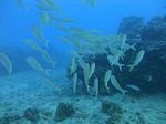 Hawaii Scuba 26