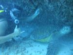 Hawaii Scuba 43
