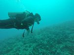 Hawaii Scuba divng 27