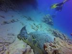 Hawaii Scuba divng 14