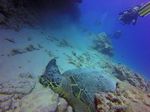 Hawaii Scuba divng 15