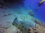 Hawaii Scuba divng 16