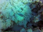 Hawaii Scuba divng 21