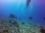 Hawaii Scuba divng 07