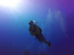 Hawaii Scuba divng 08