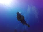 Hawaii Scuba divng 08