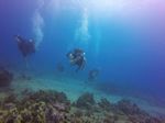 Hawaii Scuba divng 15