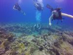 Hawaii Scuba divng 21