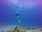 Hawaii Scuba divng 23