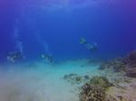 Hawaii Scuba divng 35