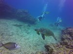 Hawaii Scuba divng 40