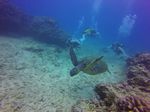 Hawaii Scuba divng 41