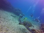 Hawaii Scuba divng 42