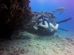 Hawaii Scuba divng 48