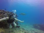 Hawaii Scuba divng 49