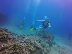 Hawaii Scuba divng 51