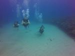 Hawaii Scuba divng 56