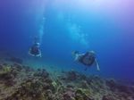 Hawaii Scuba divng 58