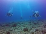 Hawaii Scuba divng 65