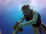 Hawaii Scuba divng 71