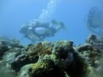 Hawaii Scuba divng 36