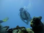 Hawaii Scuba divng 37