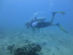 Hawaii Scuba divng 39