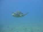 Hawaii Scuba divng 41