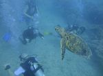 Hawaii Scuba divng 42