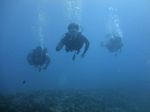 Hawaii Scuba divng 51