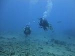 Hawaii Scuba divng 37