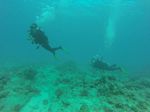 Hawaii Scuba divng 71