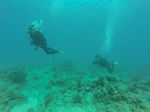 Hawaii Scuba divng 72