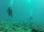 Hawaii Scuba divng 74