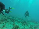 Hawaii Scuba divng 76