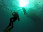 Hawaii Scuba divng 89