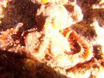 Hawaii scuba 19
