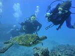 Hawaii Scuba divng 54