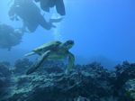 Hawaii Scuba divng 56