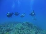 Hawaii Scuba divng 62