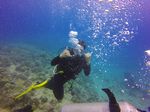 Hawaii Scuba divng 21