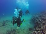 Hawaii Scuba divng 68