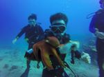 Hawaii Scuba divng 71