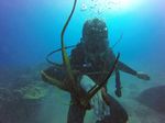 Hawaii Scuba divng 78