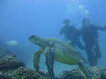 Hawaii Scuba divng 36