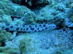 Hawaii Scuba 01