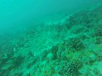 Hawaii Scuba divng 52