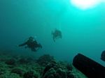 Hawaii Scuba divng 71