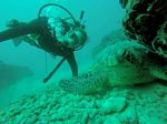 Hawaii Scuba divng 09